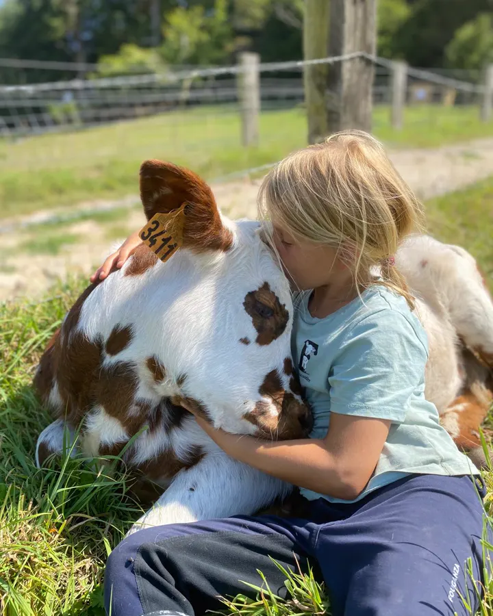 Une petite fille câline un veau normand dans l'herbe, à la ferme de la Foucaudière