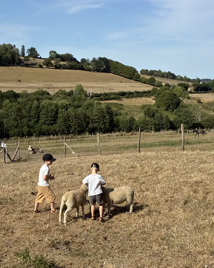 Deux enfants caressent des brebis dans un pré de la ferme, en plein été