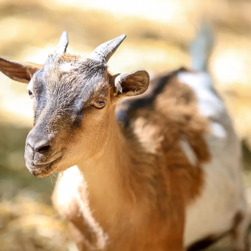 Chèvre de la mini-ferme au soleil, sur le parcours animalier de Camembert