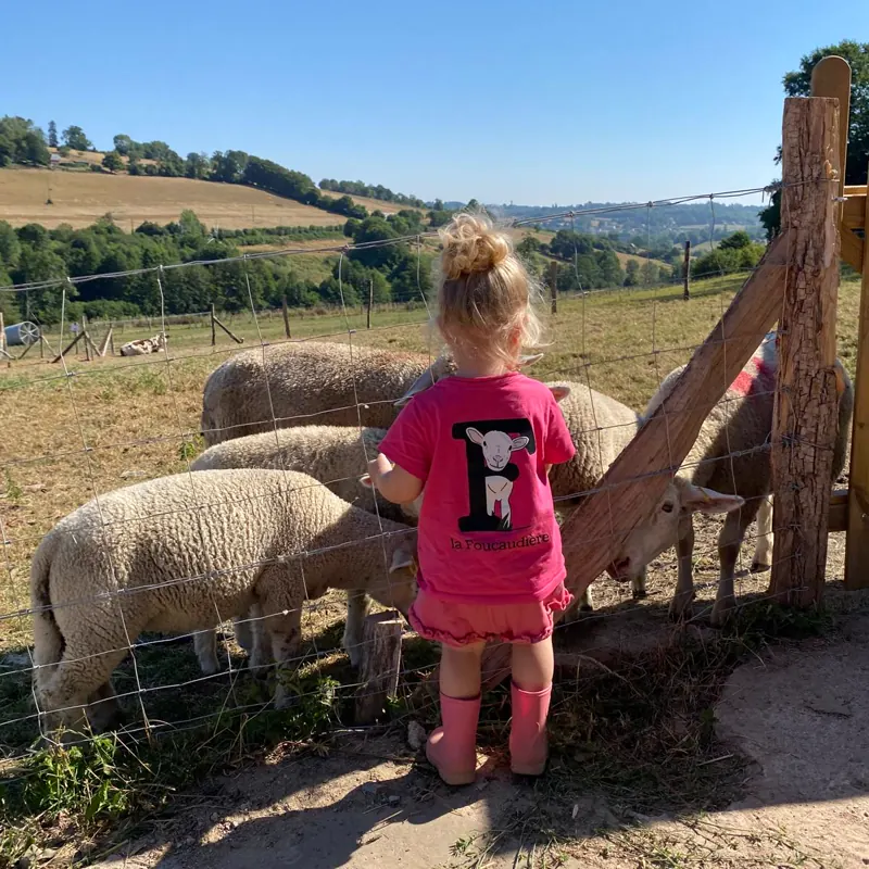 Une petite fille en tee-shirt de la Foucaudière observe les brebis derrière la clôture, face aux collines du Pays d'Auge