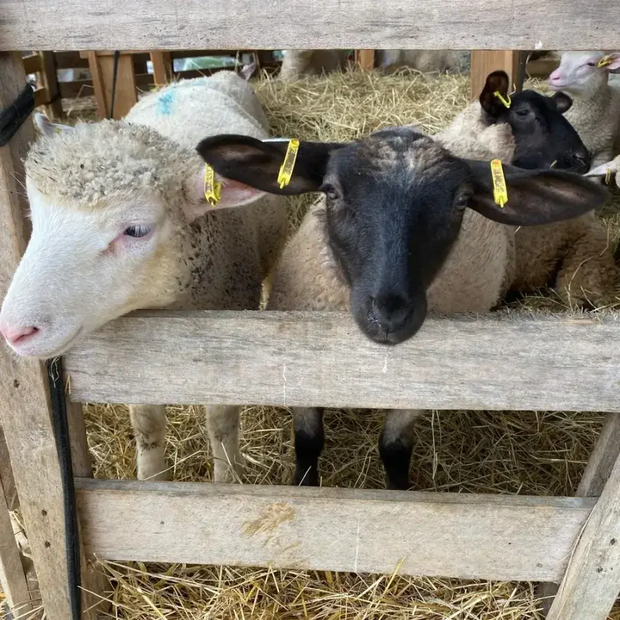 Deux brebis au râtelier de foin, à l'abri dans la bergerie