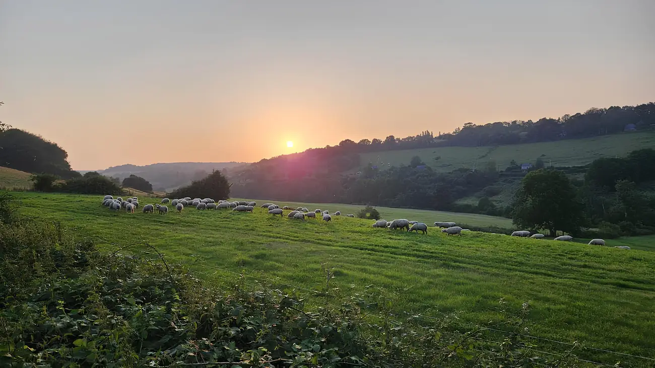 Notre troupeau de brebis au pré, au soleil couchant, sur les collines du Pays d'Auge à Camembert