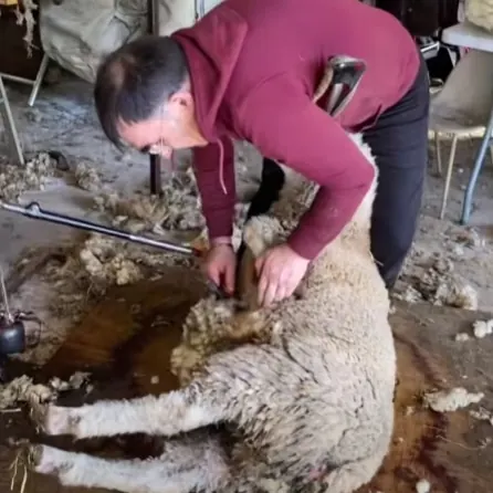 Le tondeur au travail sur une brebis couchée, la toison qui se détache d'une pièce